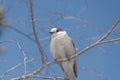 Canada Jay AKA Gray Jay