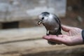 Canada jay bird eating peanuts from touristÃ¢â¬â¢s hand. Valley of the Ten Peaks track. Banff National Park. Canadian Rockies Royalty Free Stock Photo