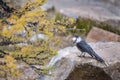 Canada jay bird by a golden larch tree in autumn, Valley of the Ten Peaks track, Banff National Park, Canadian Rockies Royalty Free Stock Photo