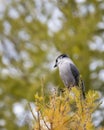 Canada jay bird perched on autumn golden tree, Valley of the Ten Peaks track, Banff National Park, Canadian Rockies. Royalty Free Stock Photo