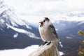 Canada jay bird perched on wood stick