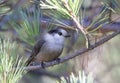 A Canada Jay or Gray Jay (Perisoreus canadensis) perched on branch in Algonquin Provincial Park, Canada in autumn