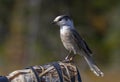 Canada Jay or Gray Jay (Perisoreus canadensis) perched on camera lens in Algonquin Provincial Park, Canada in autumn