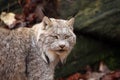 Canada Lynx Royalty Free Stock Photo