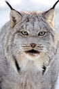 Canada Lynx Royalty Free Stock Photo