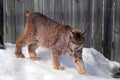 Canada Lynx Royalty Free Stock Photo