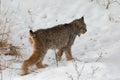 Canada Lynx Lynx canadensis hunting in winter snow Royalty Free Stock Photo