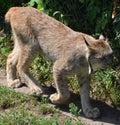 The Canada lynx