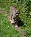 Canada lynx couple or Canadian lynx is a North American mammal