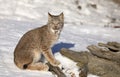A Canada Lynx kitten Lynx canadensis sitting in the winter snow in Montana, USA Royalty Free Stock Photo