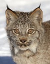 A Canada Lynx kitten Lynx canadensis walking in the cold winter snow in Montana. Royalty Free Stock Photo