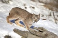 A Canada Lynx kitten Lynx canadensis walking in the winter snow in Montana, USA Royalty Free Stock Photo