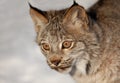 A Canada Lynx kitten Lynx canadensis walking in the winter snow. Royalty Free Stock Photo