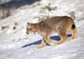 A Canada Lynx kitten Lynx canadensis walking in the winter snow in Montana, USA Royalty Free Stock Photo
