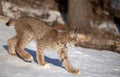 A Canada Lynx kitten Lynx canadensis walking in the winter snow in Montana, USA Royalty Free Stock Photo