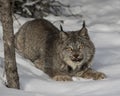 Canada Lynx lying in the snow Royalty Free Stock Photo
