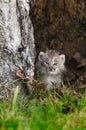 Canada Lynx (Lynx canadensis) Kitten Calmly Looks Out Royalty Free Stock Photo