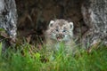 Canada Lynx Lynx canadensis Kitten Cries Behind Grass Royalty Free Stock Photo