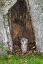 Canada Lynx (Lynx canadensis) Kitten Cries Royalty Free Stock Photo