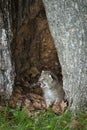 Canada Lynx Lynx canadensis Kitten Cries Out Within Hollow Tre Royalty Free Stock Photo