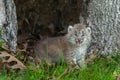 Canada Lynx (Lynx canadensis) Kitten Looks Forward from Within H Royalty Free Stock Photo