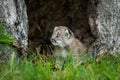 Canada Lynx Lynx canadensis Kitten Looks Left in Hollow Tree Royalty Free Stock Photo