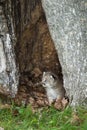 Canada Lynx Lynx canadensis Kitten Looks Left From Within Tree Royalty Free Stock Photo