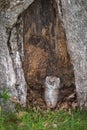 Canada Lynx Lynx canadensis Kitten Looks Out from Hollow Tree Royalty Free Stock Photo