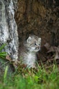 Canada Lynx Lynx canadensis Kitten Looks Right Royalty Free Stock Photo