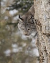 Canada Lynx peeking out from behind a tree trunk Royalty Free Stock Photo