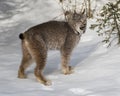 Canada Lynx growling at the cold Royalty Free Stock Photo