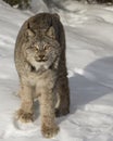 Canada Lynx showing us his huge paws Royalty Free Stock Photo