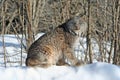 Canada Lynx in the Snow Royalty Free Stock Photo