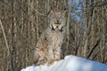 Canada Lynx in the Snow Royalty Free Stock Photo