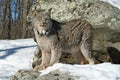 Canada Lynx in the Snow Royalty Free Stock Photo