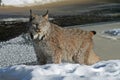 Canada Lynx in the Snow Royalty Free Stock Photo