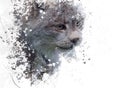 Canada Lynx watercolor Royalty Free Stock Photo