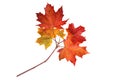 Canada maple tree red autumn branch isolated on white