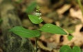 Canada Mayflower (Maianthemum canadense)