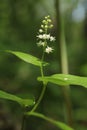 Canada Mayflower (Maianthemum canadense)