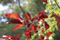 Tree twig with red berries and leaves in bright Autumn colors. Season greetings. Royalty Free Stock Photo