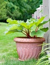 Canada Red Rhubarb Growing in Terra Cotta Pot