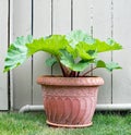 Canada Red Rhubarb Growing in Terra Cotta Urn Against Fence