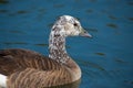 Canada Snow Goose