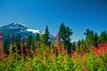 Canada summer mountains snow flowers pink trees