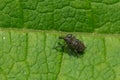 Canada Thistle Bud Weevil - Larinus carlinae Royalty Free Stock Photo