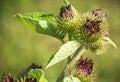 Canada thistle Cirsium arvense Royalty Free Stock Photo