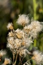 Canada thistle Cirsium arvense Royalty Free Stock Photo
