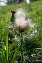 Canada thistle (Cirsium arvense) Royalty Free Stock Photo