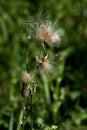 Canada thistle Cirsium arvense Royalty Free Stock Photo
